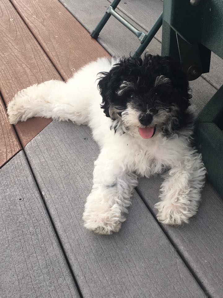 small teddy bear schnoodle